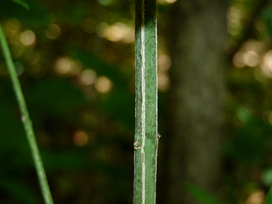 {Euonymus atropurpureus}